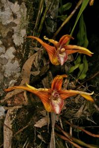 Maxillaria striata