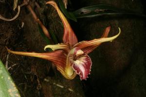 Maxillaria striata