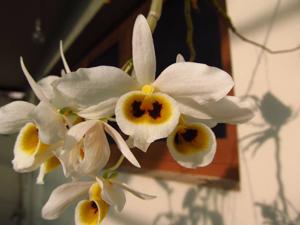 Dendrobium bensoniae