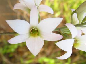 Dendrobium barbatulum