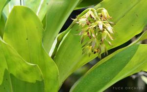 Bulbophyllum foetidum