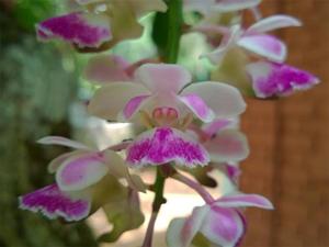 Aerides crispa