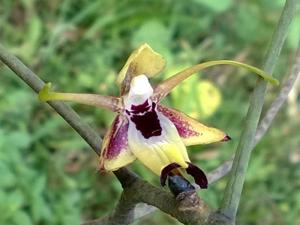 Luisia macrantha