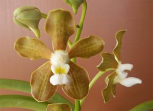 Vanda wightii