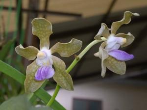 Vanda tessellata