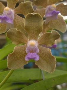 Vanda tessellata