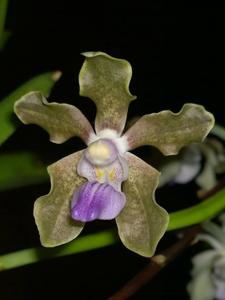 Vanda tessellata