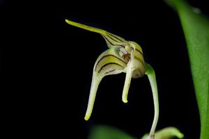 Masdevallia garciae