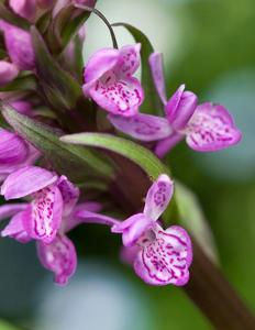 Dactylorhiza maculata