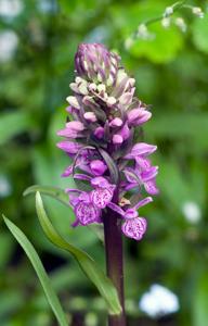 Dactylorhiza maculata