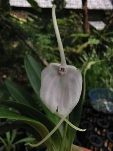 Masdevallia tovarensis