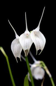 Masdevallia tovarensis