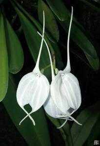 Masdevallia tovarensis