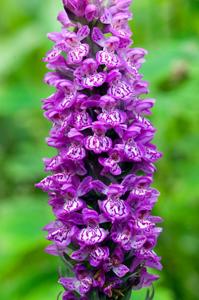 Dactylorhiza maculata