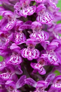 Dactylorhiza maculata