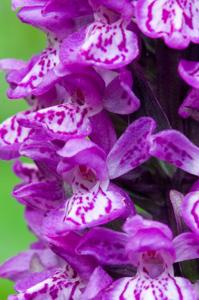 Dactylorhiza maculata