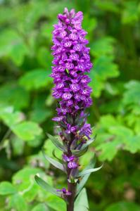 Dactylorhiza maculata