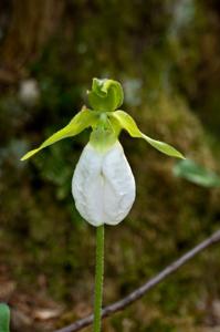 Cypripedium acaule