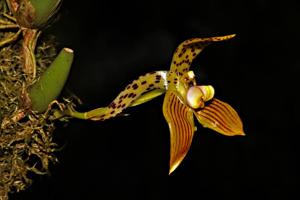Bulbophyllum membranifolium subsp. membranifolium