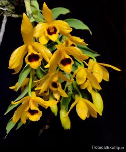 Dendrobium ochreatum