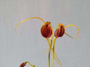 Masdevallia trochilus