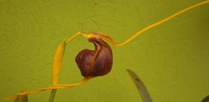 Masdevallia trochilus