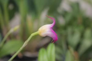 Masdevallia uniflora