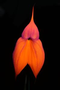 Masdevallia veitchiana