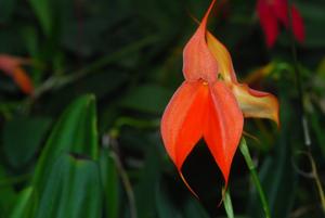 Masdevallia veitchiana