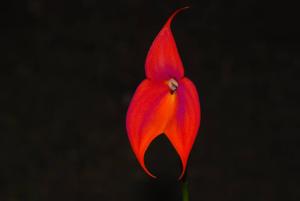 Masdevallia veitchiana