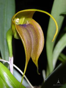 Masdevallia velifera