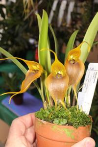 Masdevallia velifera