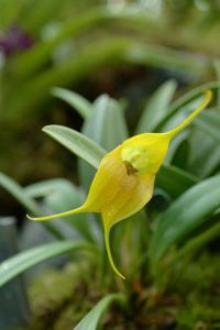 Masdevallia velifera