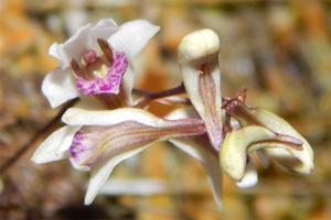 Dendrobium microbulbon