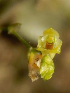 Porpax exilis