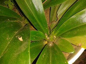 Sarcoglottis ventricosa