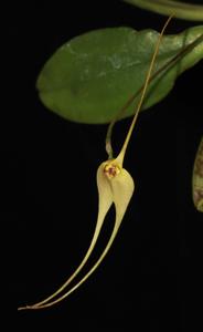 Masdevallia vieirana