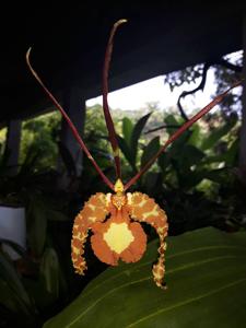 Psychopsis papilio