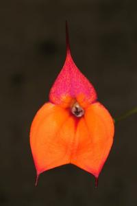 Masdevallia welischii