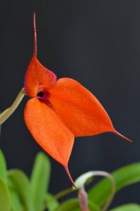 Masdevallia welischii