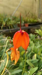 Masdevallia welischii