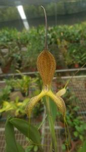 Masdevallia wurdackii