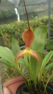 Masdevallia wurdackii