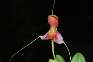 Masdevallia xanthina