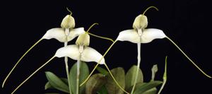 Masdevallia xanthina