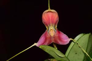 Masdevallia xanthina