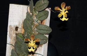 Psychopsiella limminghei