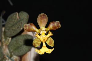 Psychopsiella limminghei