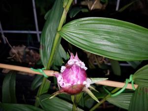 Elleanthus capitatus