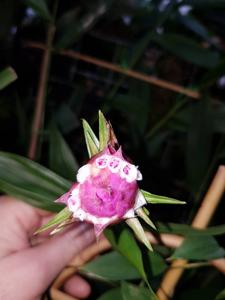 Elleanthus capitatus